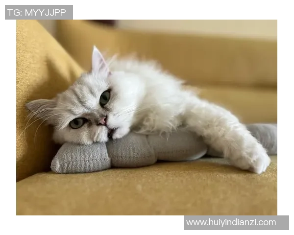 猫咪踢足球大赛精彩瞬间集锦让你捧腹大笑的明星视频合集